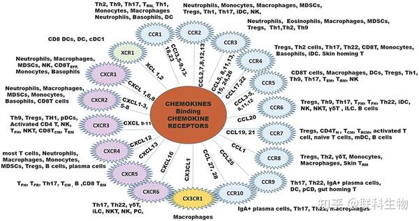 趋化因子Chemokines家族 - 知乎