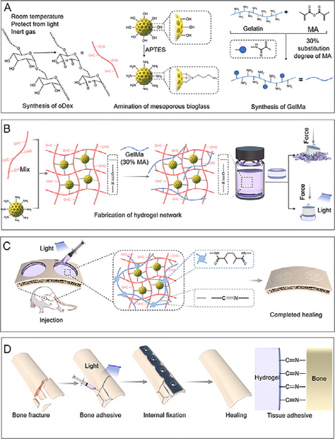 cej顾勇陈亮崔文国可降解双交联粘合剂固定和促进成骨