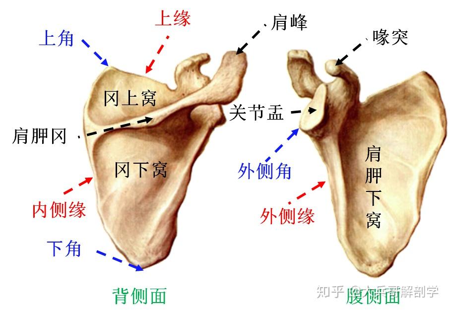 胸骨端,外侧端为肩峰端,易骨折1)锁骨:(1)上肢肢带骨一,上肢骨的组成