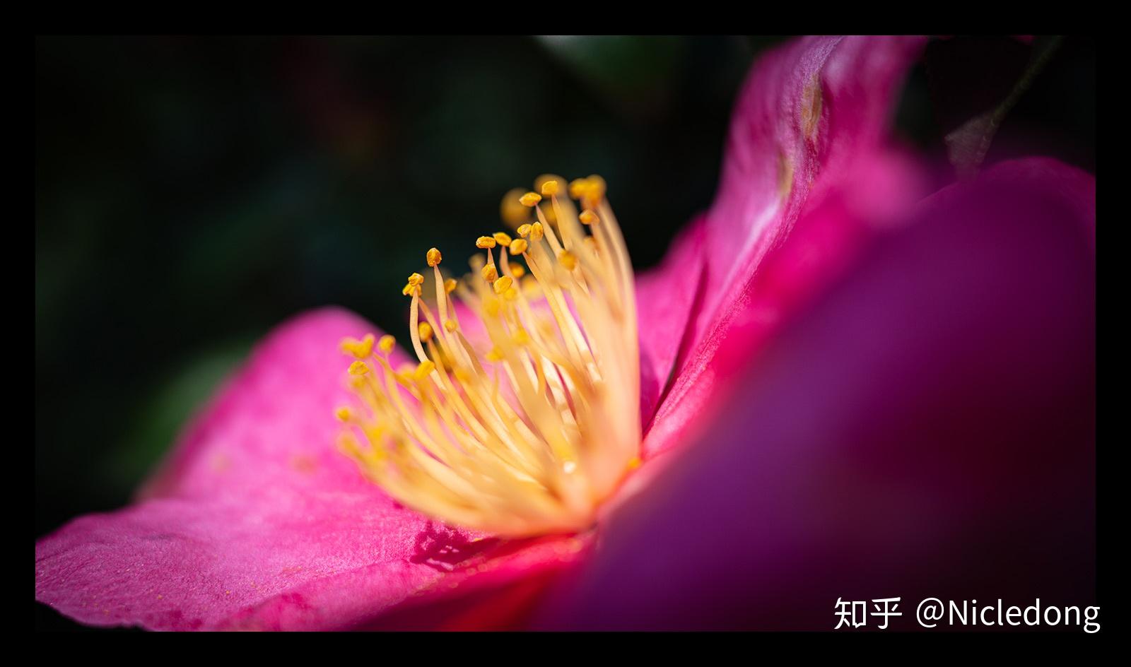 TAMRON收購鏡頭