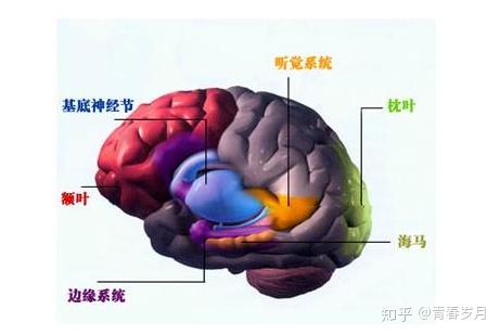 海马回位置图片