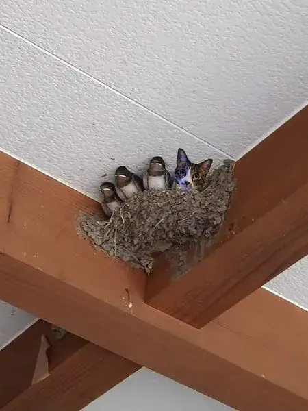 01今天我又给大家准备了一些搞笑宠物图片,请收下今日份的小开心,一