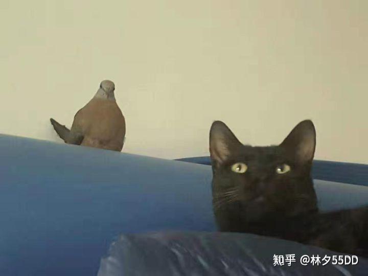 怎么养小猫最舒服 v2-bfd830767ca063e53f964a5ae0ecca8e_r.jpg