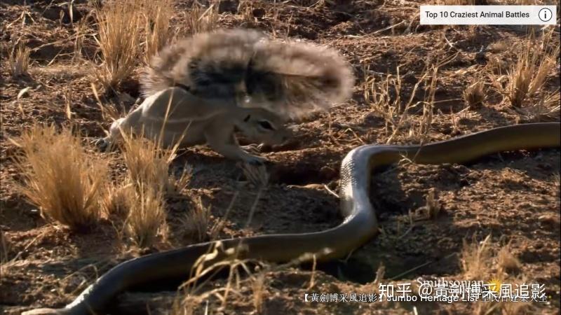 第4200回:世界上最无所畏惧,捕蛇专家蜜獾狐獴 - 知乎
