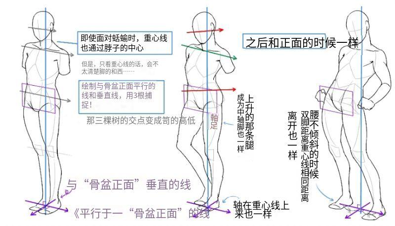 侧身人体比例图片