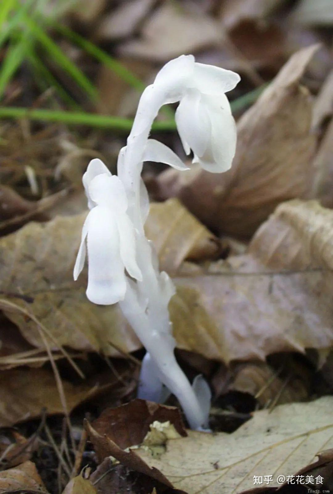 【水晶兰】“幽灵之花”，会“发光”的植物 - 知乎