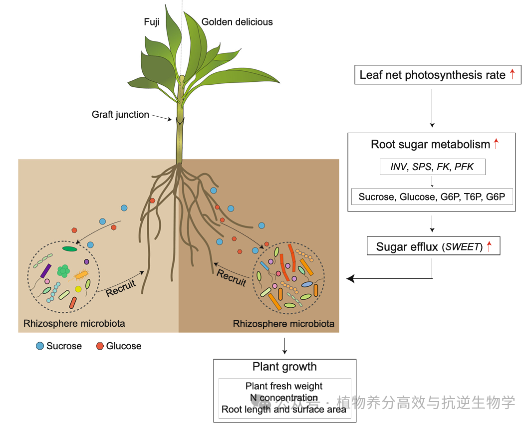 【Plant Cell Environ.】植物如何通过“光合-糖代谢”调控根际微生物?关键机制揭示 - 知乎