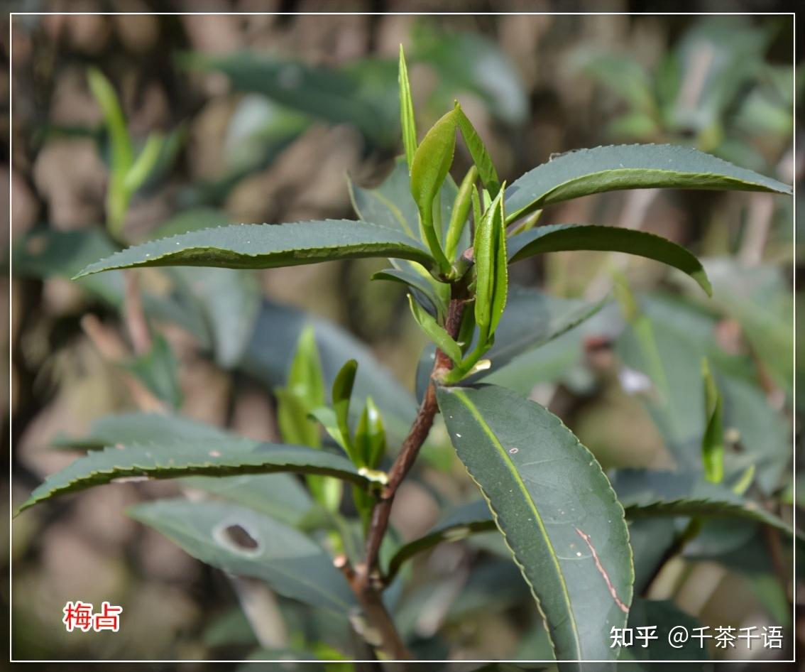 梅佔是福建特有的茶樹品種,又名大葉梅佔,高腳烏龍,屬於小喬木型茶樹