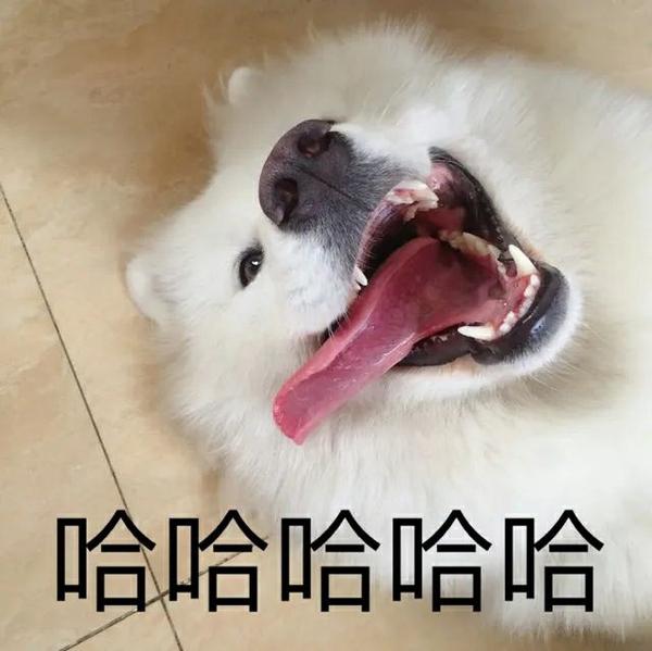 再分享一些狗狗表情包(›´ω`‹ ) - 知乎