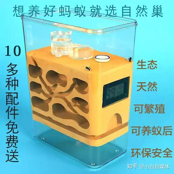 养蚂蚁吧!省事,照顾好蚁后就行了!吃的东西也很好简单!