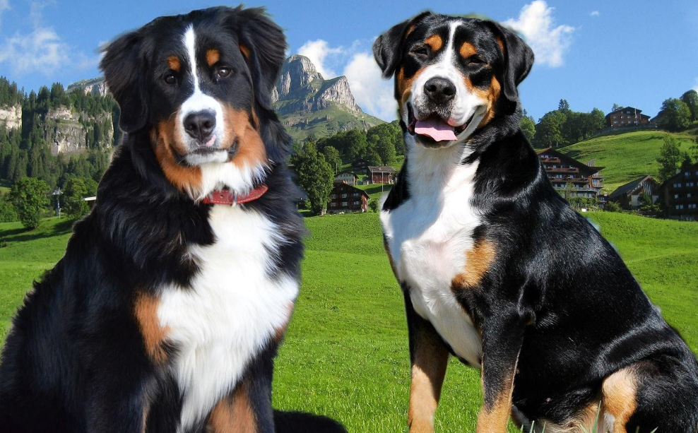 瑞士山地犬跟伯恩山犬图片