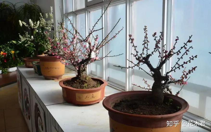 榆叶梅在园林中最常用的树形是"自然开心形",在制作盆栽盆景时,采取从