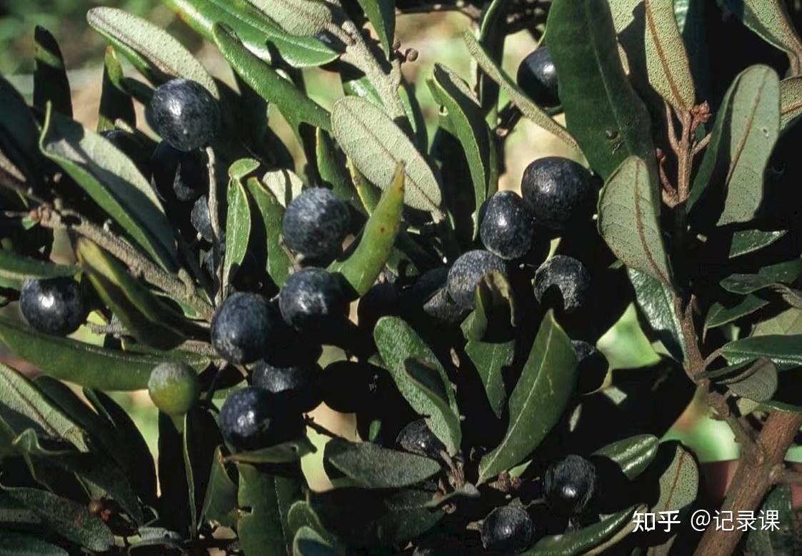 单种科植物有哪些呢？下面来为你盘点一下 - 知乎