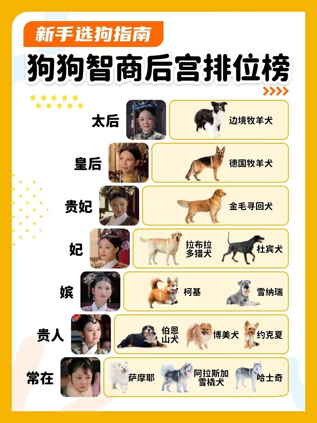 狗狗智商排行榜，哪种最聪明？ - 知乎