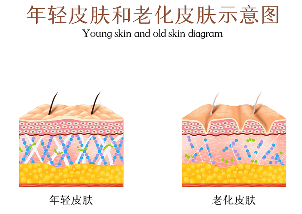 衰老可抗不可逆，平时要重视哪些方面 - 知乎