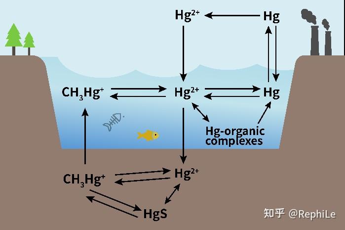 超纯水机生态环境检测应用专题(二):甲基汞和乙基汞测定中,实验用水的要求有多高? - 知乎