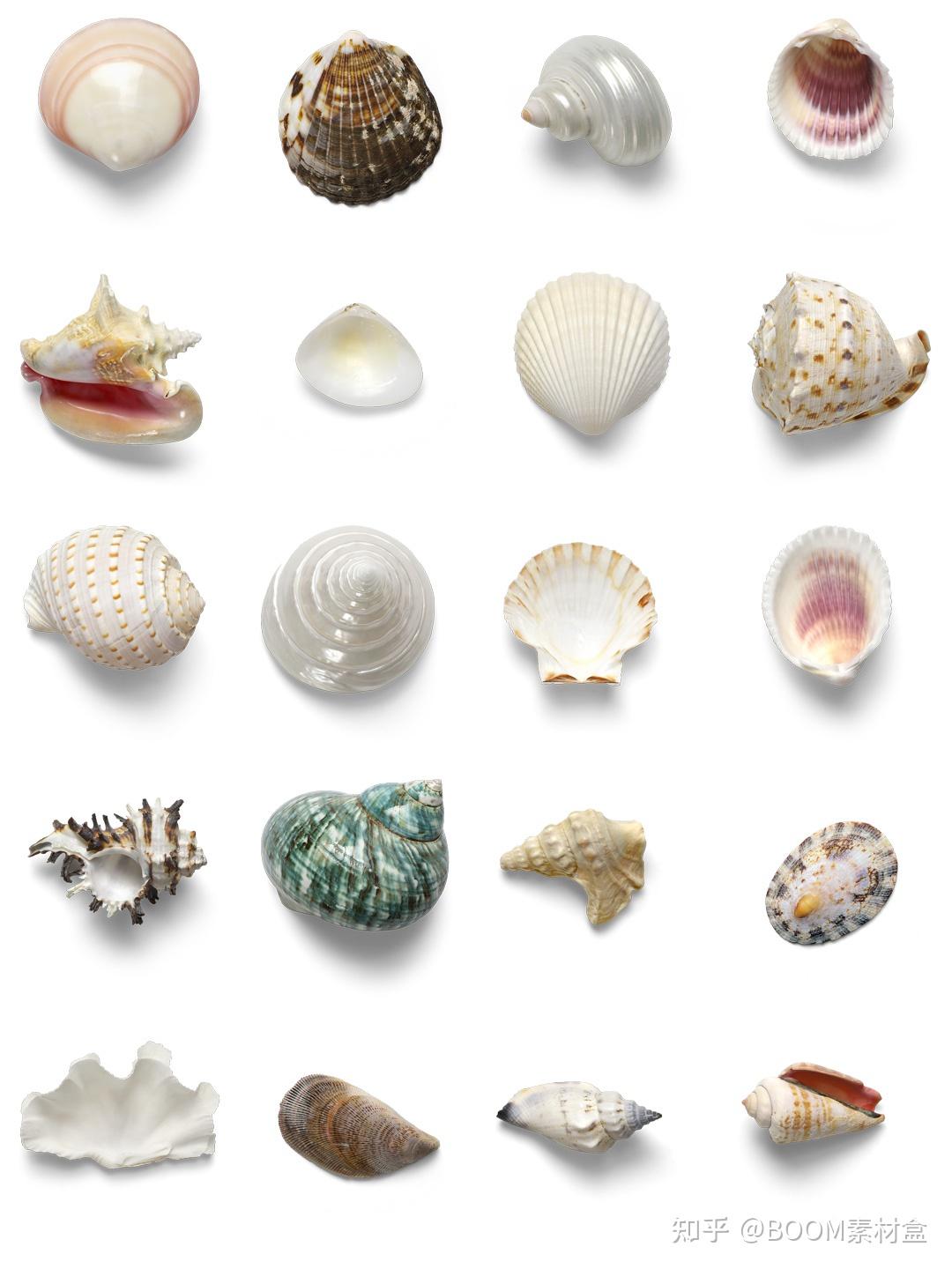 素材分享丨贝壳海底动植物海螺壳海星珊瑚珍珠tif免抠格式装饰元素