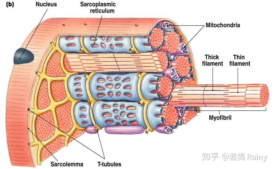 横纹肌肌原纤维图片