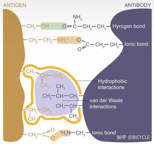 看透一个免疫分子:抗原Antigen - 知乎