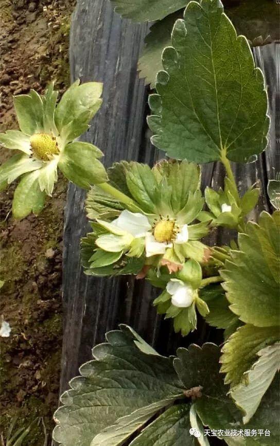 草莓花果期疑难杂症全解析干货满满