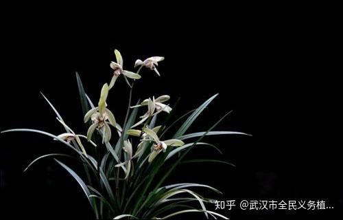 秋兰盛花期 闷热中的清爽之气 - 知乎