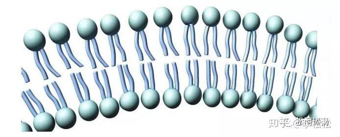 我们的生物体内各种膜是由磷脂双分子层构成
