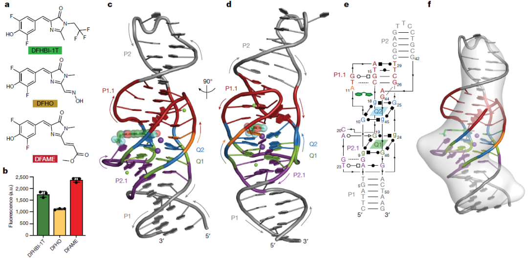 nature-gfp-dna