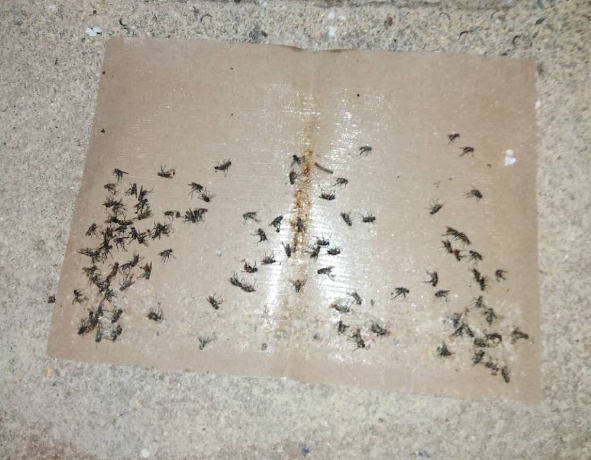 「创澳分享」养猪场苍蝇多?不用担心