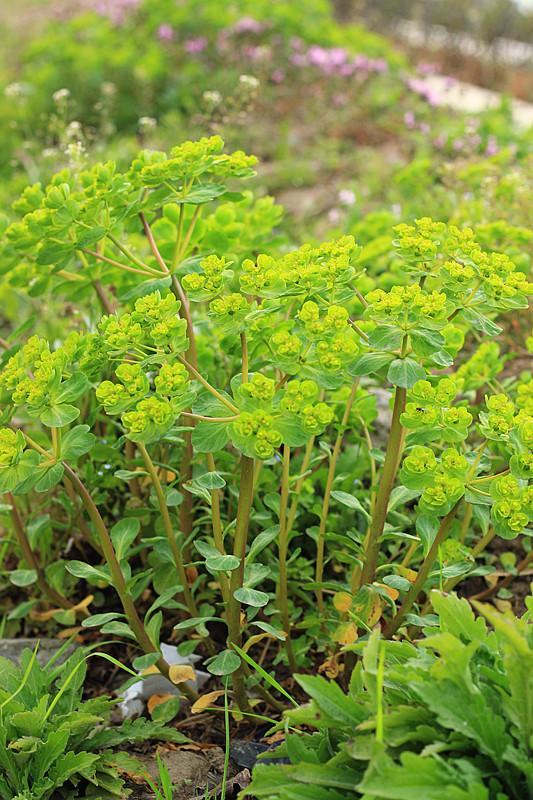 有毒的植物(一文详聊100种有毒的花果)【上】