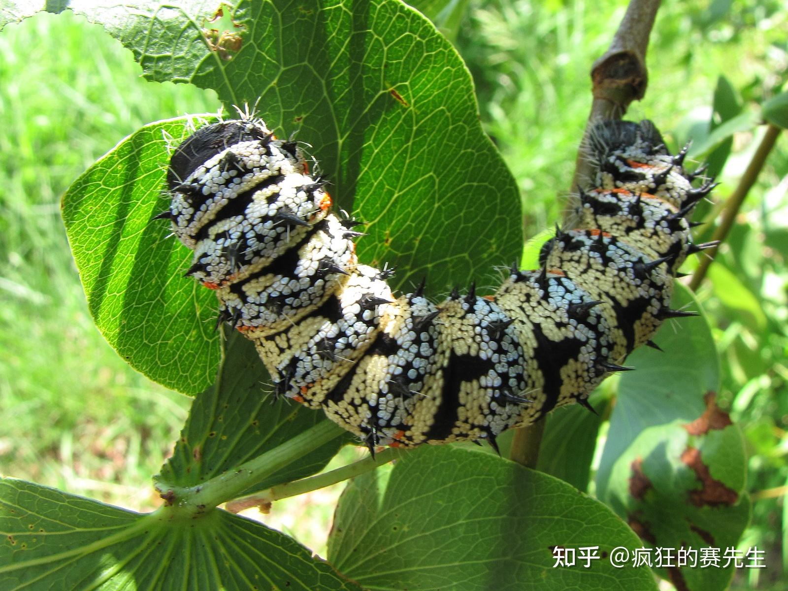 除了家蚕,天蚕蛾科的多个种类也被饲养用来产丝,如眉纹天蚕蛾,姬透目