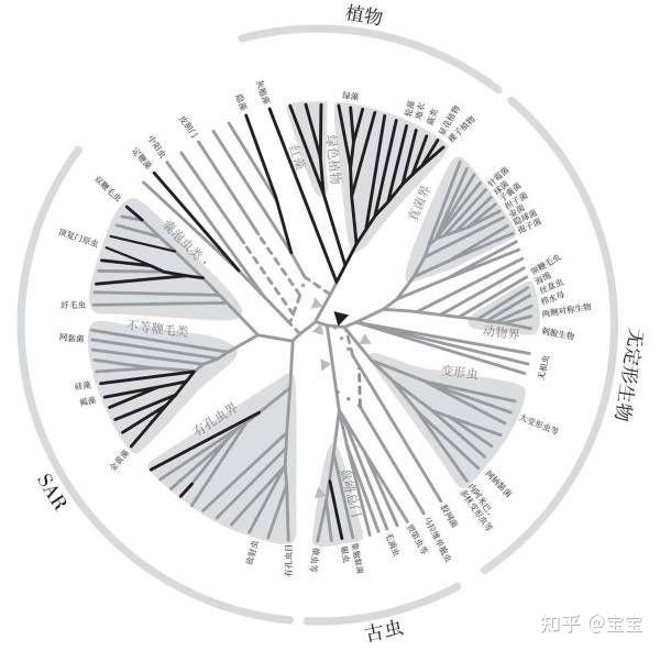 生物进化树整理 - 知乎