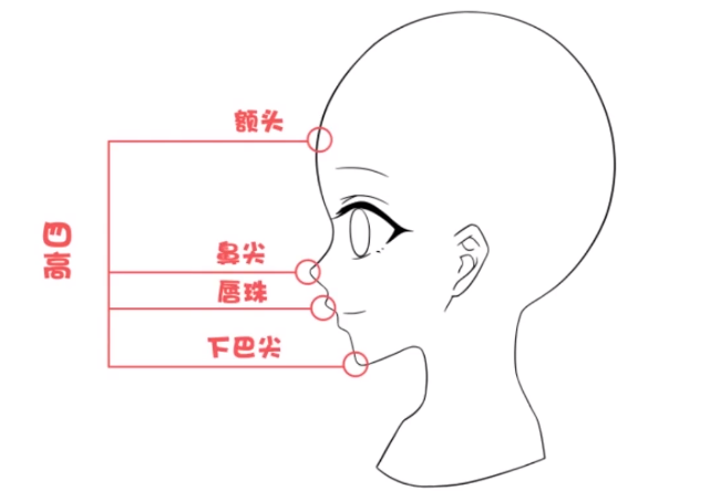 鼻尖,唇珠,下巴尖這四高如果三庭五眼決定的是正面的顏值那麼四高三低