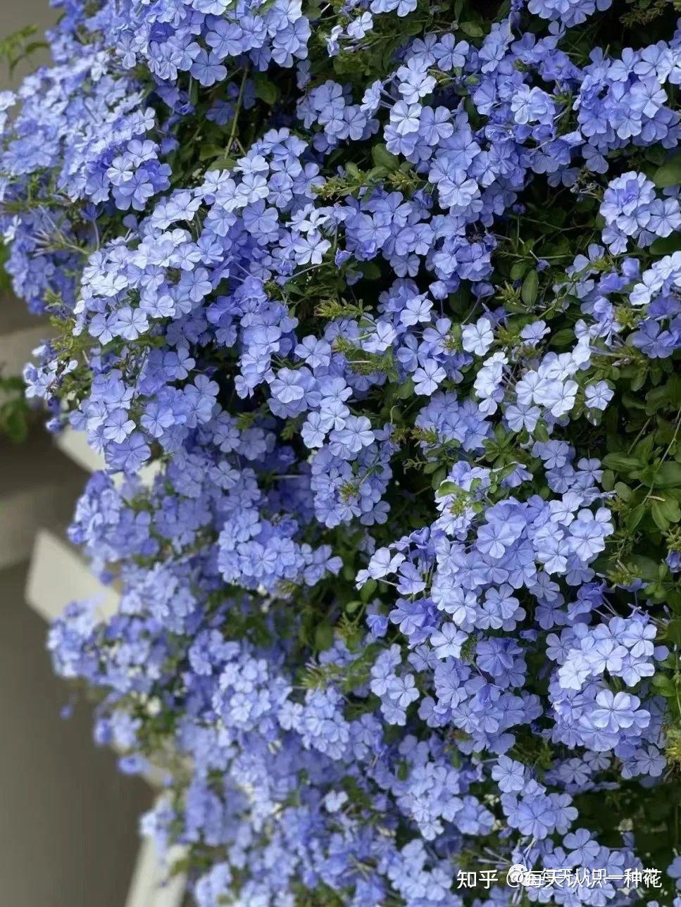 专属阳台党的蓝雪花瀑布