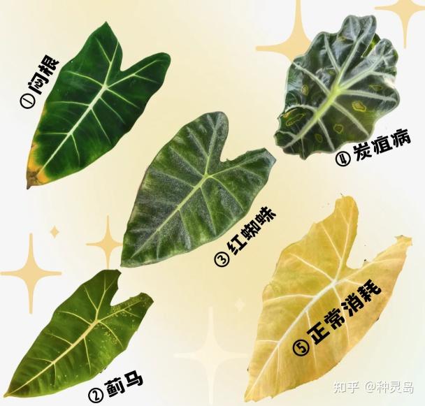 海芋黄叶焦尖,要对症下药 - 知乎