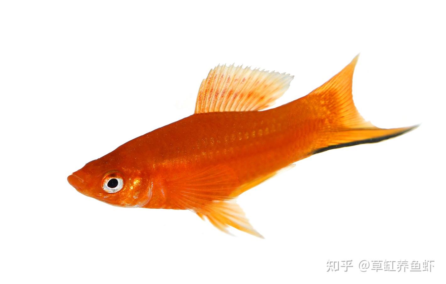 红剑鱼该怎么养？从这10个方面入手，哪怕你是新手也能养好 - 知乎