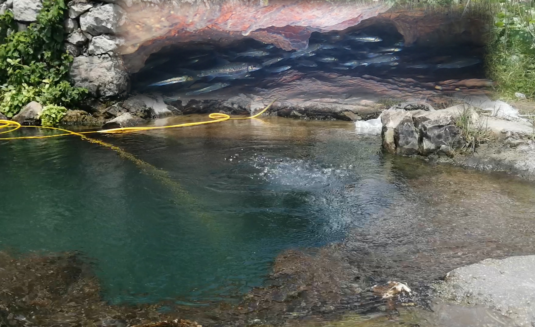 潜水的画面如此的美 - 知乎