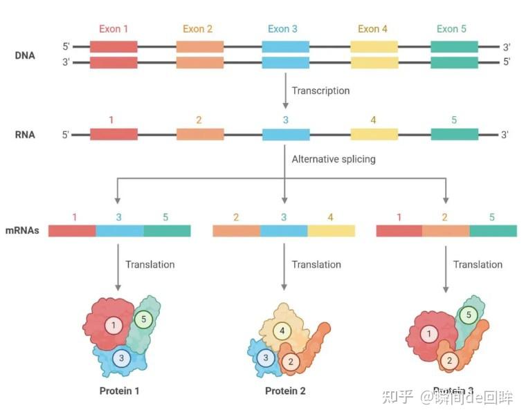 国自然研究热点：多组学研究中的可变剪接（Alternative Splicing, AS） - 知乎