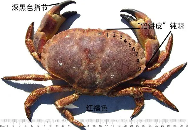 食用海蟹的种类及图片图片
