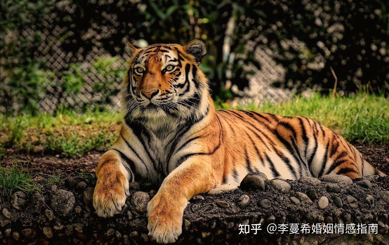 1月下旬生肖虎总体运势不错的生肖