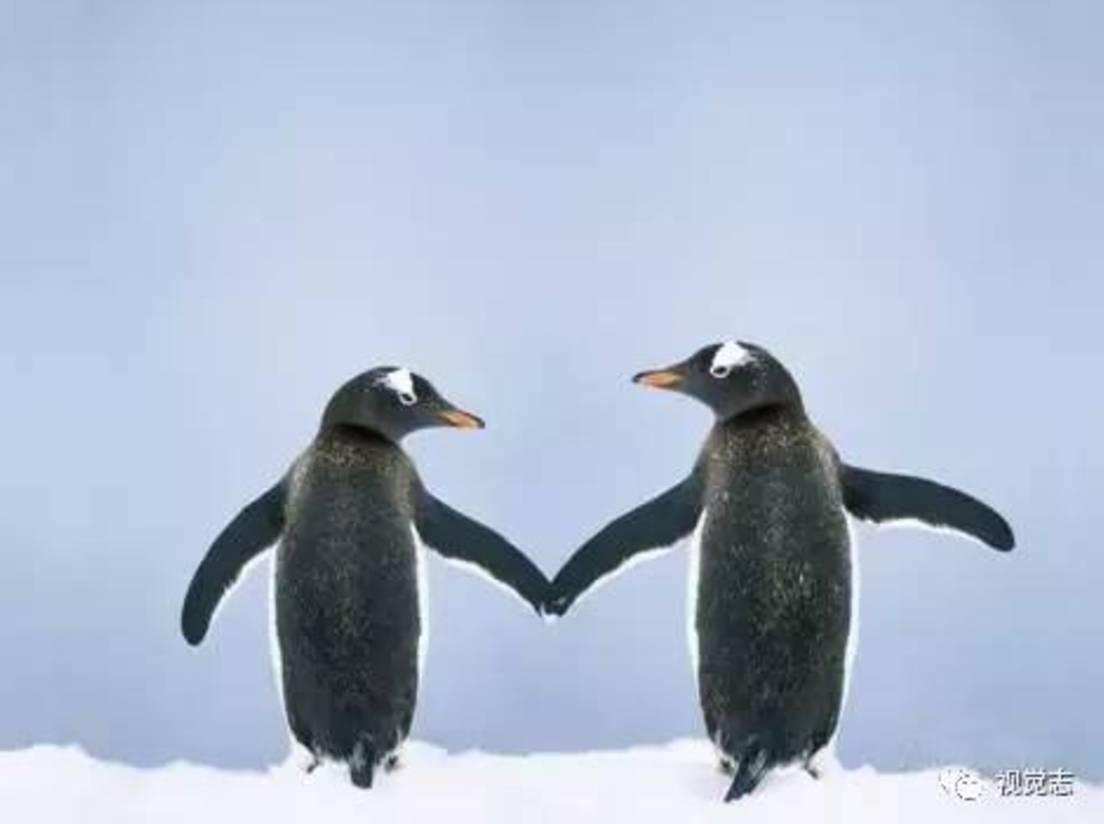 两只企鹅牵手图片图片