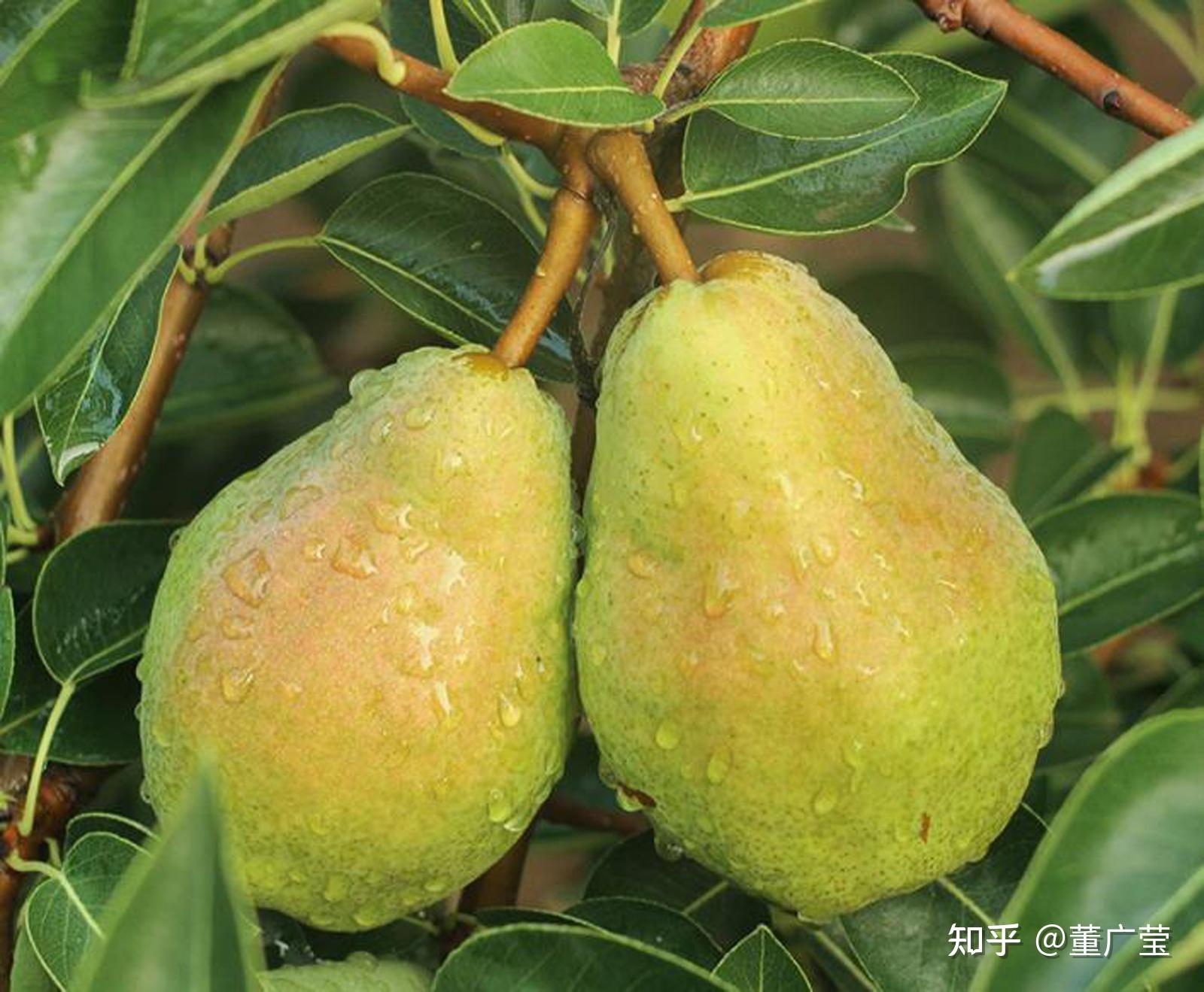 no32,五九香梨(贵妃梨,香蕉梨)