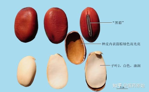 带你识别刀豆