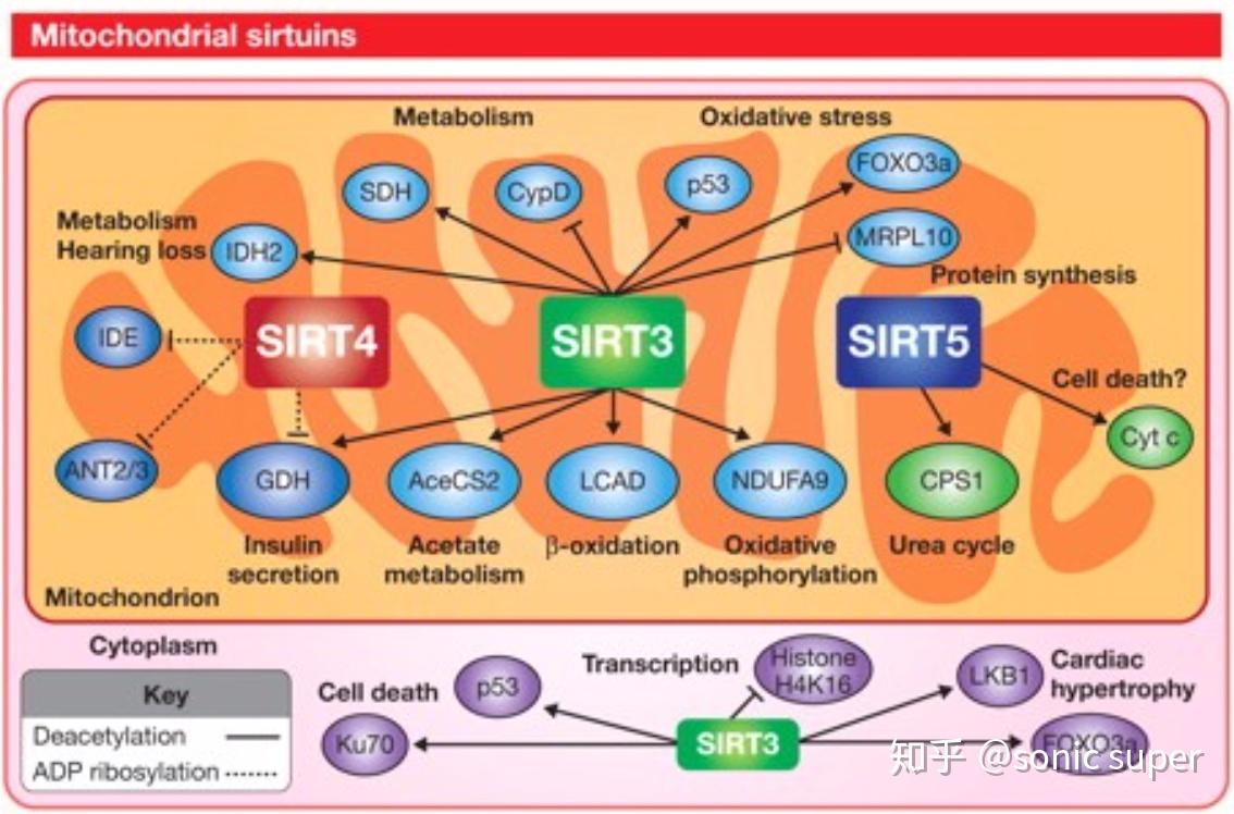 sirt(sirtuins)家族