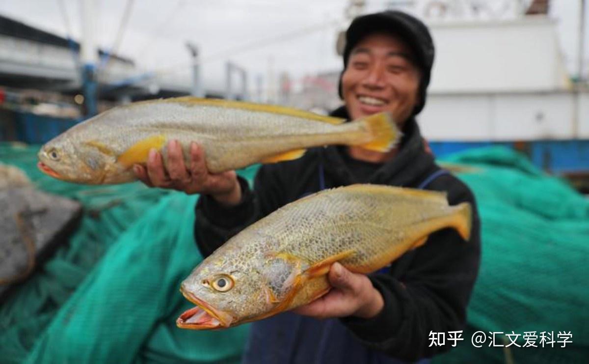 一条7斤多野生大黄鱼,卖出4.2万!最低曾7分一斤现在却卖出天价 - 知乎