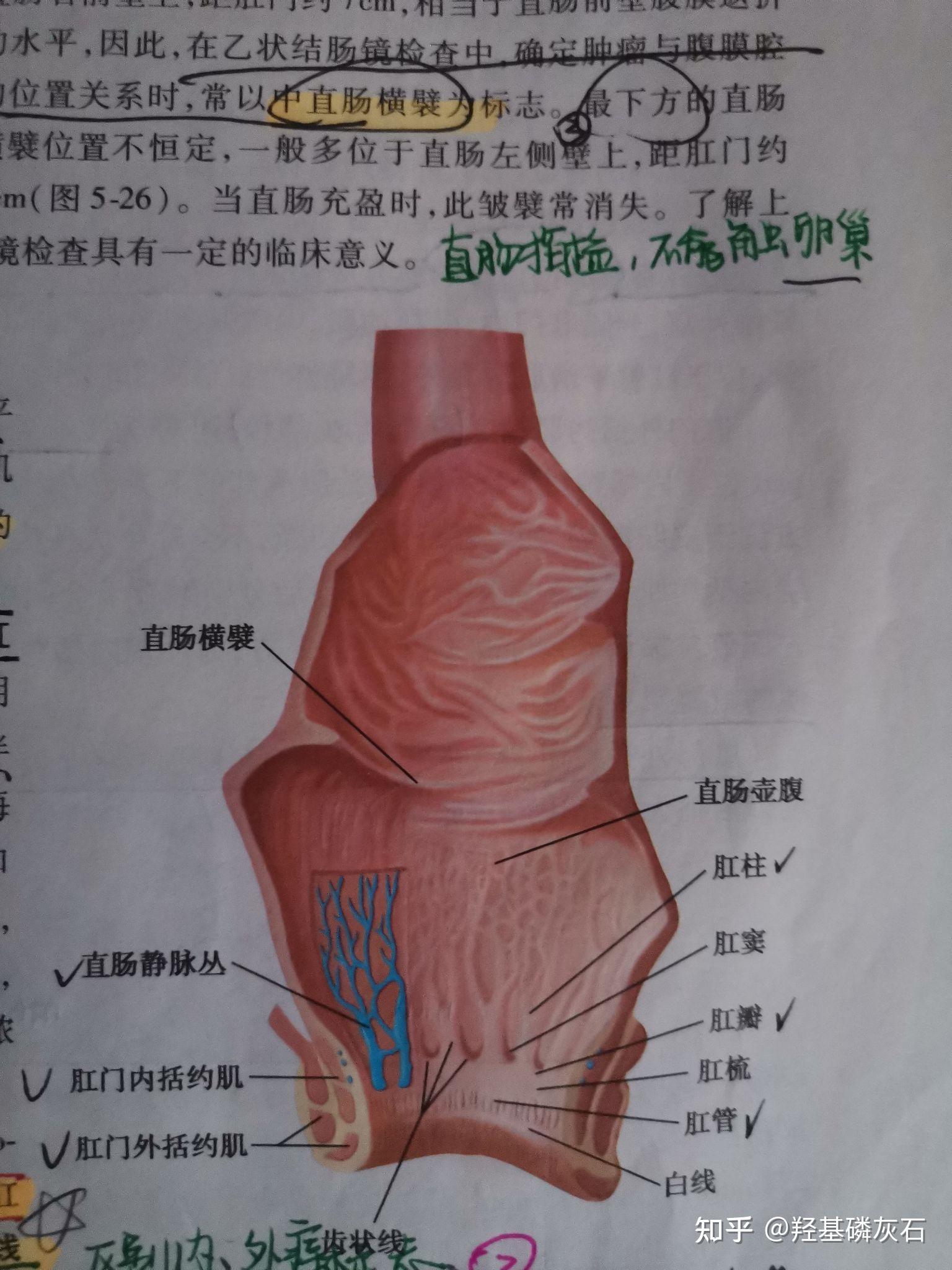 系统解剖学 第五章 消化系统