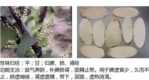 500余种中草药图  第386张