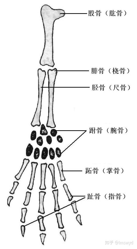 后肢骨的构成图片