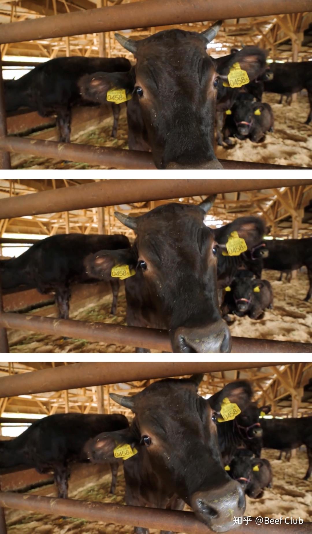 *神户牛 kobe beef