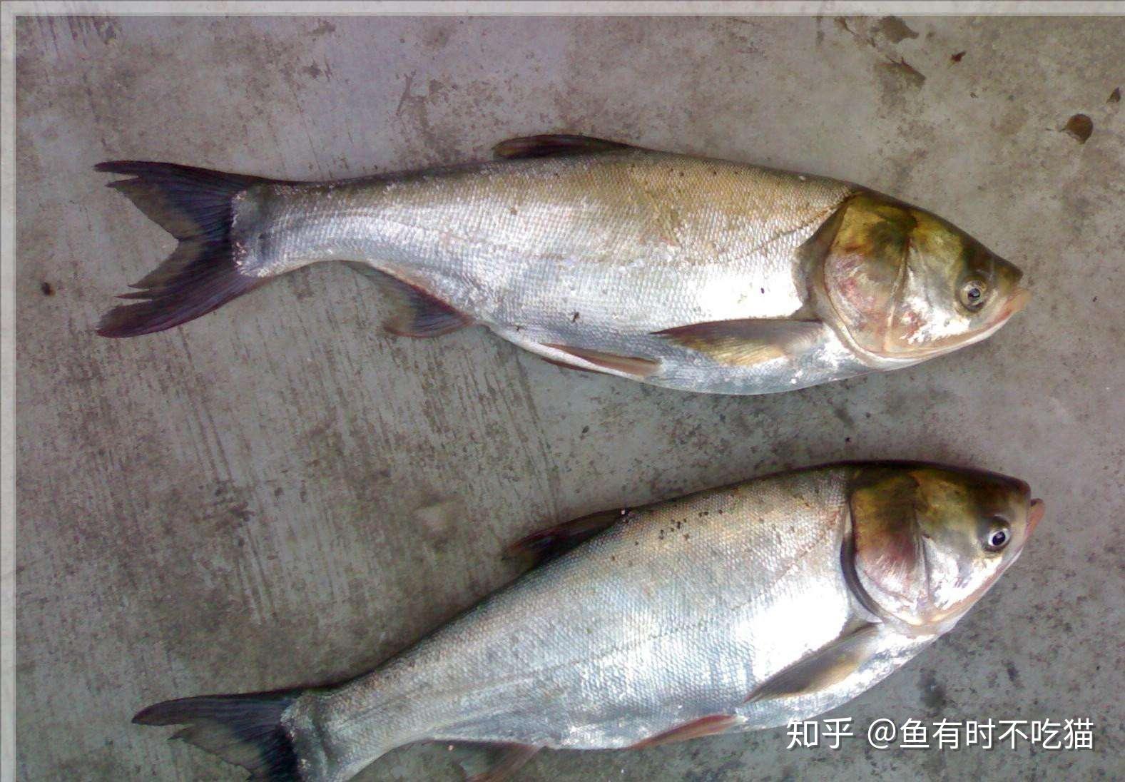 深圳海域常见鱼类图谱海报|平面|海报|ilol - 原创作品 - 站酷 (ZCOOL)