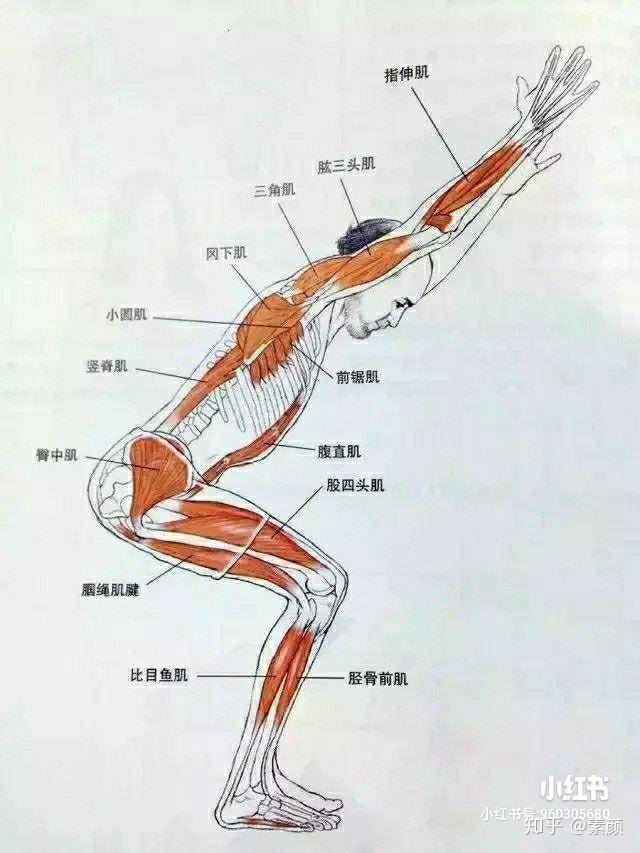 下面分享一张幻椅式的肌肉解剖图,见下图!1 人赞同了该文
